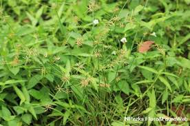 Image result for Cyperus nduru