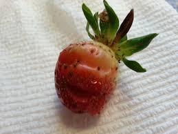 Yes deer love alot of leaves. Something Is Eating My Strawberries