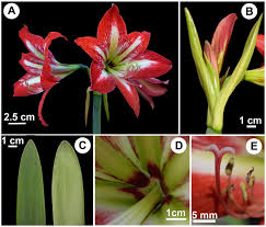 Image result for Hippeastrum sp. cultivars