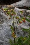 Image result for Crassocephalum picridifolium