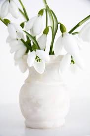 Enjoy these tiny flowers up close, or plant them in big groups to. Snow Drops Flowers Pretty Flowers Beautiful Flowers