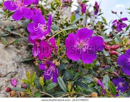 Image result for Dissotis pulchra