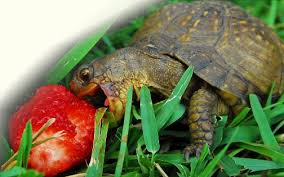 Both male and females have brown. Is My Box Turtle Male Or Female Box Turtle World