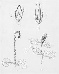 Image result for Achyranthes