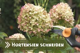Check spelling or type a new query. Hortensien Anleitung Zum Schneiden Und Uberwintern Gartenlexikon De