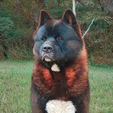 Taka 2 Years Old Breed American Akita From Takahiro The Akita New Zealand In 2020 American Akita American Akita Dog Akita Puppies