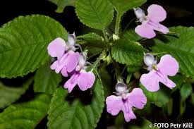 Image result for Impatiens hochstetteri