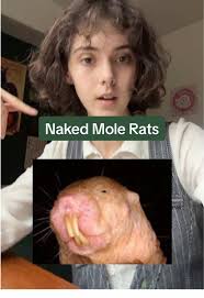 The Hairless Mole Rat