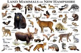 Land Mammals Of New Hampshire Poster Print New Hampshire Etsy Mammals Animals Poster Prints