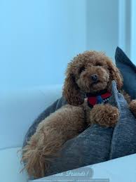 A good breeder will conduct health tests on their breeding stock to. Redteddybear Poodle Puppies Redteddy Poodle Puppies