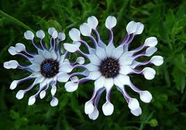 Image result for Osteospermum muricatum