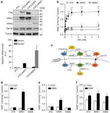 Live tv stream of nrk 1 broadcasting from europe. Nrk1 Controls Nicotinamide Mononucleotide And Nicotinamide Riboside Metabolism In Mammalian Cells Nature Communications