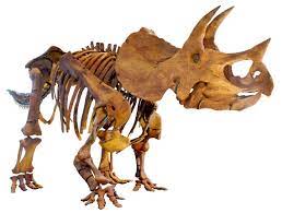 Triceratops - Wikipedia
