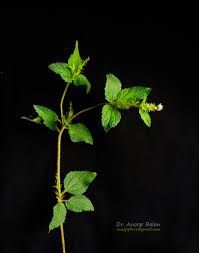 Image result for Croton hirtus