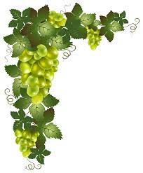 Transparent Vine Decorative Element Png Picture Png 4251 5163 Vinograd Cvety Botanicheskie Printy