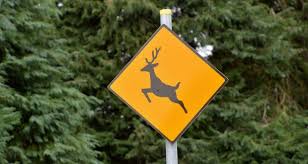 Better homes and gardens focuses on interests regarding homes, cooking, gardening, crafts, healthy living, decorating, and entertaining. Deer Oh Deer How To Keep Bambi Out Of Your Garden