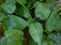 Image result for Heteranthera callifolia