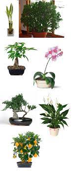 I hope you enjoy taking care of your bonsai tree as much as i enjoyed creating it! Lucky Plants Bonsai Good Feng Shui For Home And Work Lucky Plant Plants Bonsai Tree