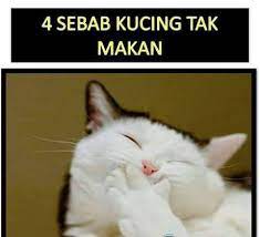 Video sekumpulan anak kucing sedang makan ini telah mencuri perhatian ramai. Fish N Pet 4 Sebab Kenapa Kucing Korang Taknak Makan Facebook