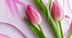 This is the free mmg drum kit for you. Wallpaper 3d Bunga Tulip Background Nature Wallpaper Design Valoblogi Com Car Background Bunga Design Nature T Tulips Bunga Tulip Nature Wallpaper