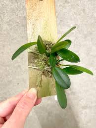 Image result for Bulbophyllum