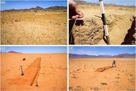 Image result for Limeum argute-carinatum