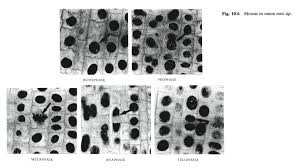 What region of a root has the most mitotic activity?b. Https Openlab Citytech Cuny Edu Rahimbio1101fa2015lablc76 Files 2015 11 Week 13 Cell Division Mitosis And Meiosis Pdf