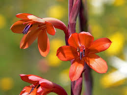 Image result for Watsonia