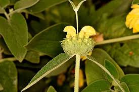 Image result for Phlomis fruticosa