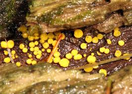 Image result for Chlorosplenium chlora