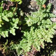 Image result for Sinopteridaceae