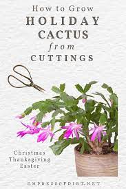 If your plant gets too leggy or branches start dropping off because it can't support its own weight, you can how do you get a christmas cactus to bloom? How To Grow Christmas Cactus Cuttings Propagation Tips