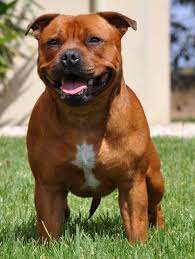 beautiful red stafford staffordshire terrier puppy staffy dog bully breeds dogs