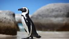 African Penguin | San Diego Zoo Animals & Plants