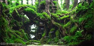Aquascaping is an art in itself and it goes beyond just keeping an aquarium at home. 2018 Aga Aquascaping Contest 300 Aquarium Landscape Aquascape Aquarium