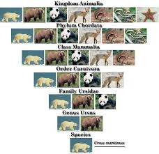 Pin By Susan Risinger On Animals Taxonomy Nomenclature