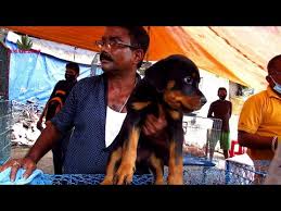 2979 s market st, gilbert, az 85295, usa. Https Xn D4x Xn 7ckya6d7a0b Jp Recent Dog Puppy Price At Galiff Street Pet Market Kolkata Cute Dog Puppy 29th Nov 2020 Visit