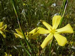 Image result for Moraea verdickii