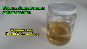 Weidenwasser Selber Herstellen Bewurzelungshormon Fur Stecklinge Machen Rezept Anwendung Youtube