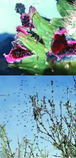 Check out our prickly pear cactus selection for the very best in unique or custom, handmade pieces from our succulents shops. Males Of The Cerambycid Beetle Trachyderes Mandibularis Fly To Hilltop Download Scientific Diagram