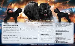 Why buy a bull terrier puppy for sale if you can adopt and save a life? Black Russian Terrier For Sale In The City Of Gomel Belarus Price Negotiated Announcement 6478