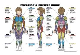 amazon com exercise and muscle guide female fitness