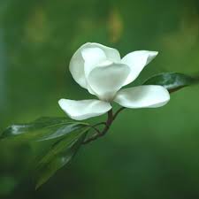 Maybe you would like to learn more about one of these? Best Medium And Small Trees Neil Sperry S Gardens
