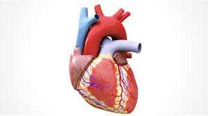 We did not find results for: Anatomy Of A Human Heart Bibloteka