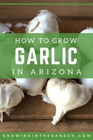 Check spelling or type a new query. How To Grow Garlic In Arizona Growing In The Garden