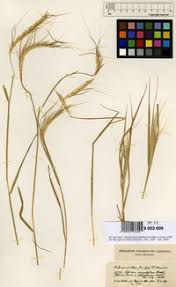 Image result for Sehima