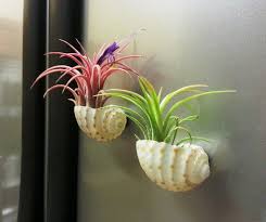 Voir plus d'idées sur le thème plante, plante exotique, plantes tropicales. Plantes Epiphytes Plantes Aeriennes En Decoration Conseils D Entretien Epiphyte Plantes Aeriennes Decoration Plante