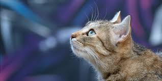 Feline Immunodeficiency Virus Fiv International Cat Care