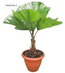 It was a small palm and has prospered in a somewhat shaded location.it is far from a fast grower but is now. Ruffled Fan Palm Tree Licuala Grandis
