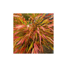 Image result for hakonechloa macra nicolas